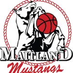 Maitland M.